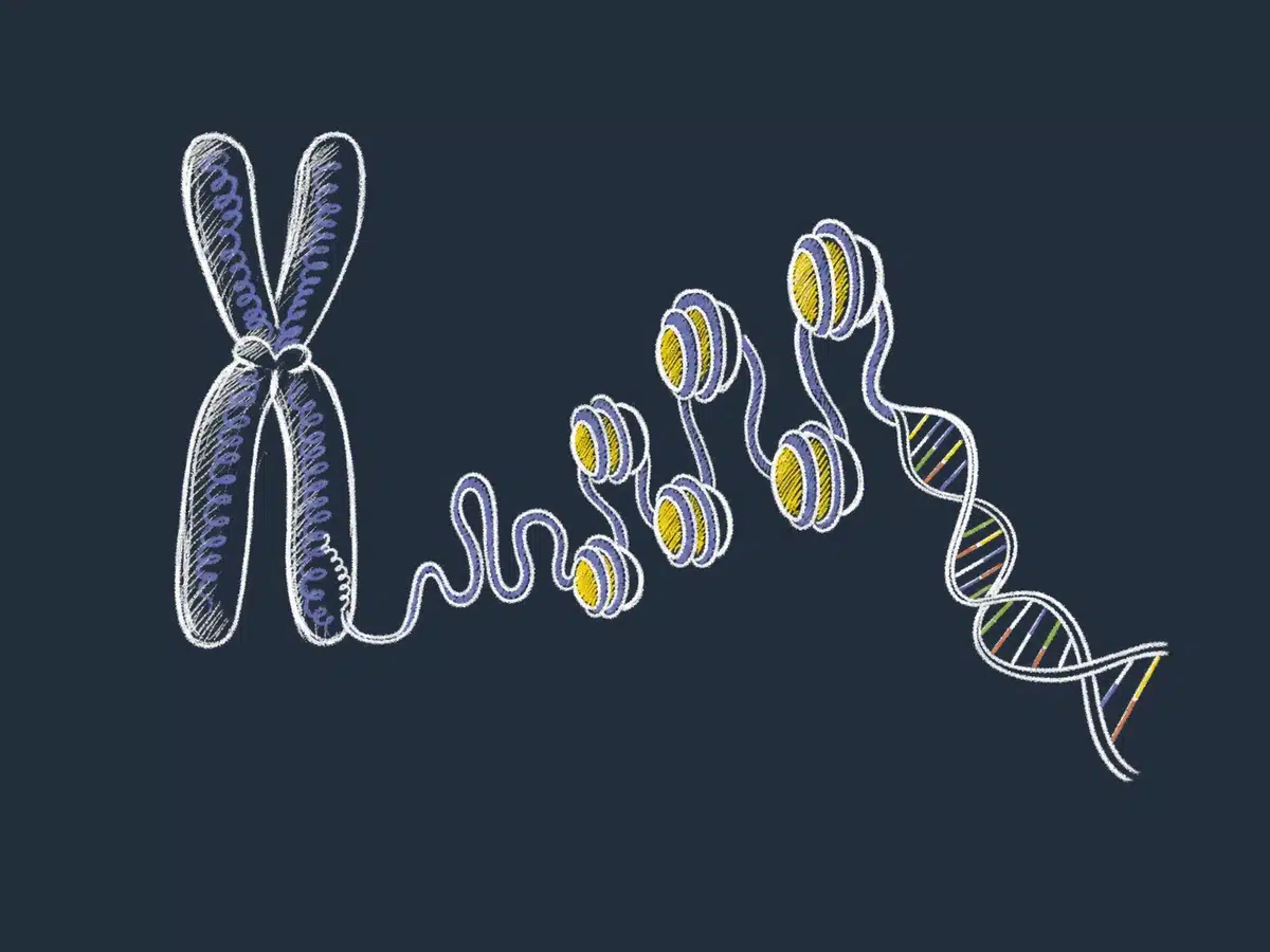 Slik er DNA bygget opp: struktur, baser og dobbelhelix