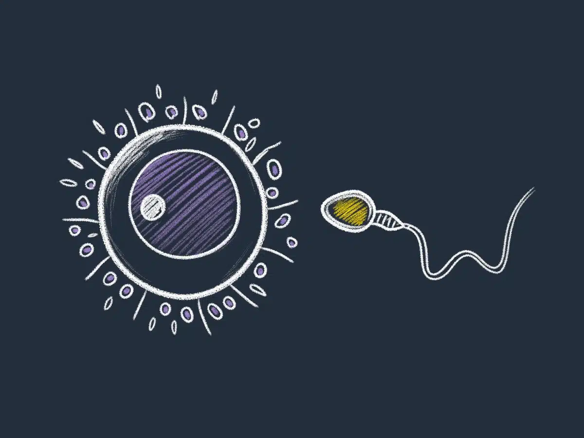 Kromosomer og arv: fra genotype til fenotype