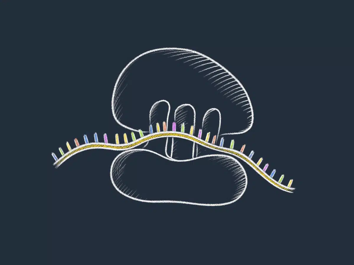 Proteinsyntesen: fra gen til ferdig protein, steg for steg