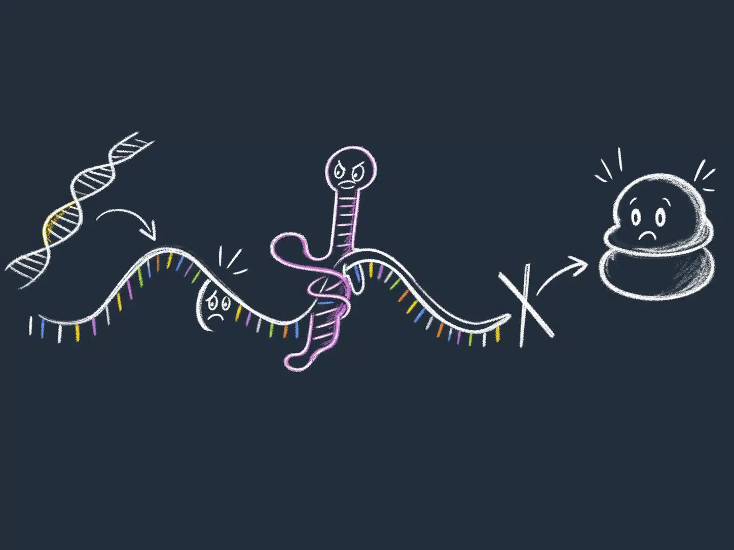 Forenklet tegning av RNA og proteinsyntese med et ribosom.