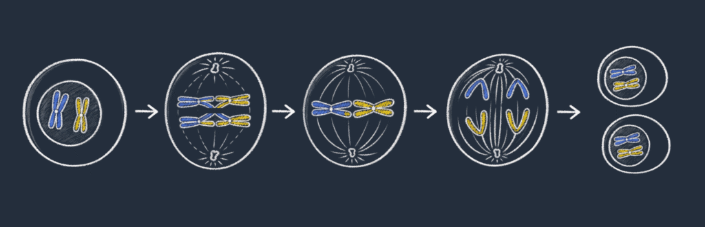 Meiose I: homologe kromosomer pares, utveksler DNA og fordeles til to celler. Søsterkromatidene henger fortsatt sammen.