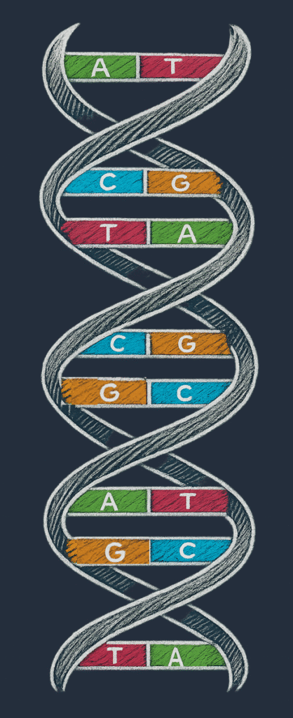 DNA som en vridd stige med to tråder og baseparene A–T og C–G.