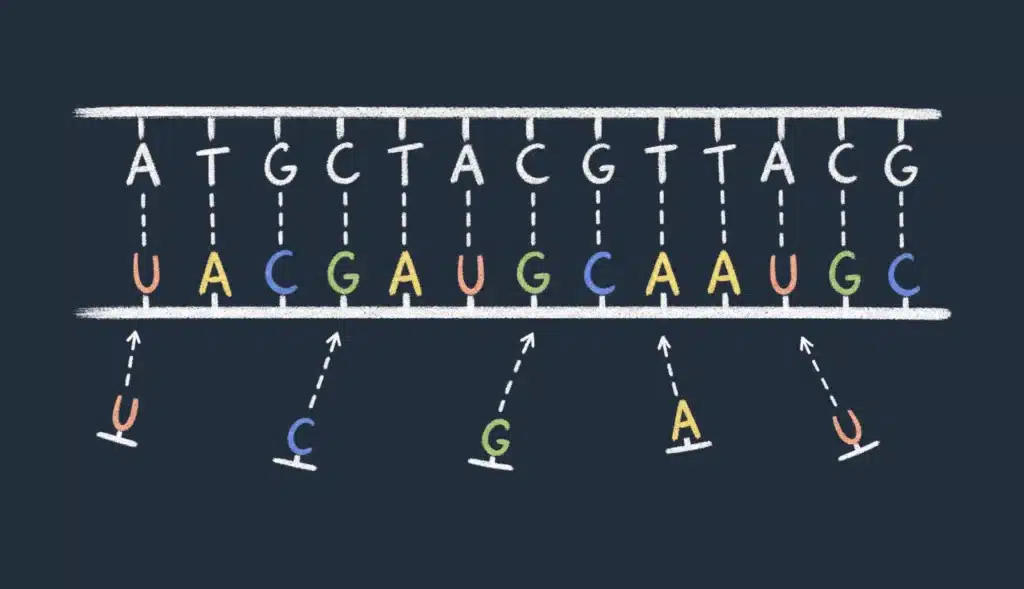 RNA-baser kobles til en komplementær DNA-tråd.