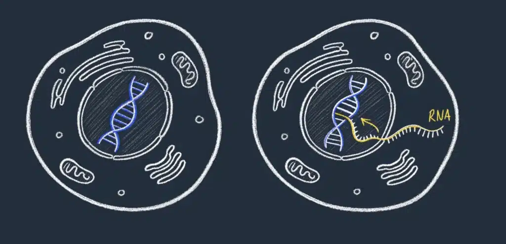 To celleskisser viser DNA i cellekjernen og RNA som dannes.